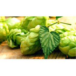 Krush (HBC 586) 14.2%