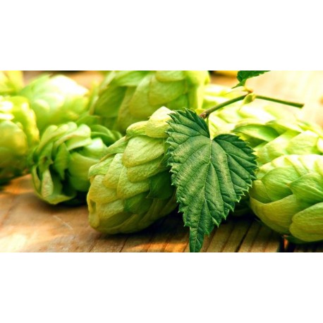 East Kent Golding | East Kent Golding |
